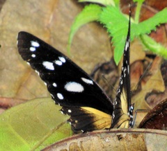 Hypolimnas anthedon wahlbergi