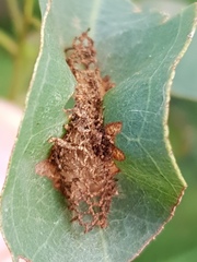 Hypertropha