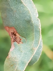 Hypertropha