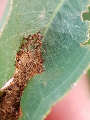 Hypertropha