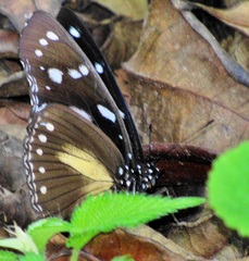 Hypolimnas anthedon wahlbergi