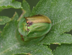 Cassida stigmatica