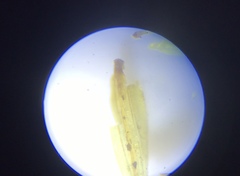 Macromitrium longipes