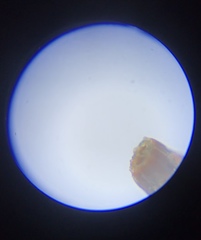 Macromitrium longipes