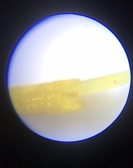 Macromitrium longipes