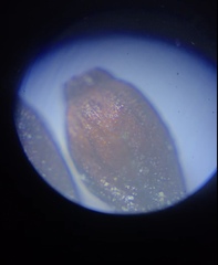 Macromitrium longipes