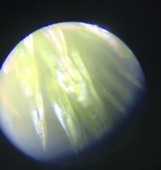 Macromitrium longipes