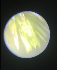 Macromitrium longipes