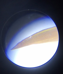 Macromitrium longipes