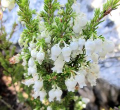 Erica glomiflora glomiflora