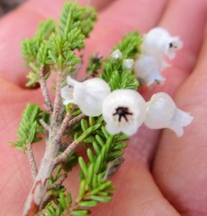 Erica glomiflora glomiflora
