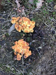 Hypholoma fasciculare