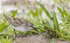 Calidris pusilla