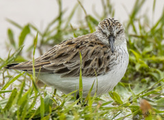 Calidris pusilla