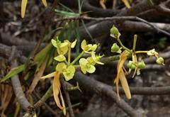 Euphorbia berthelotii image