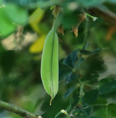 Crotalaria capensis