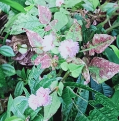 Persicaria runcinata