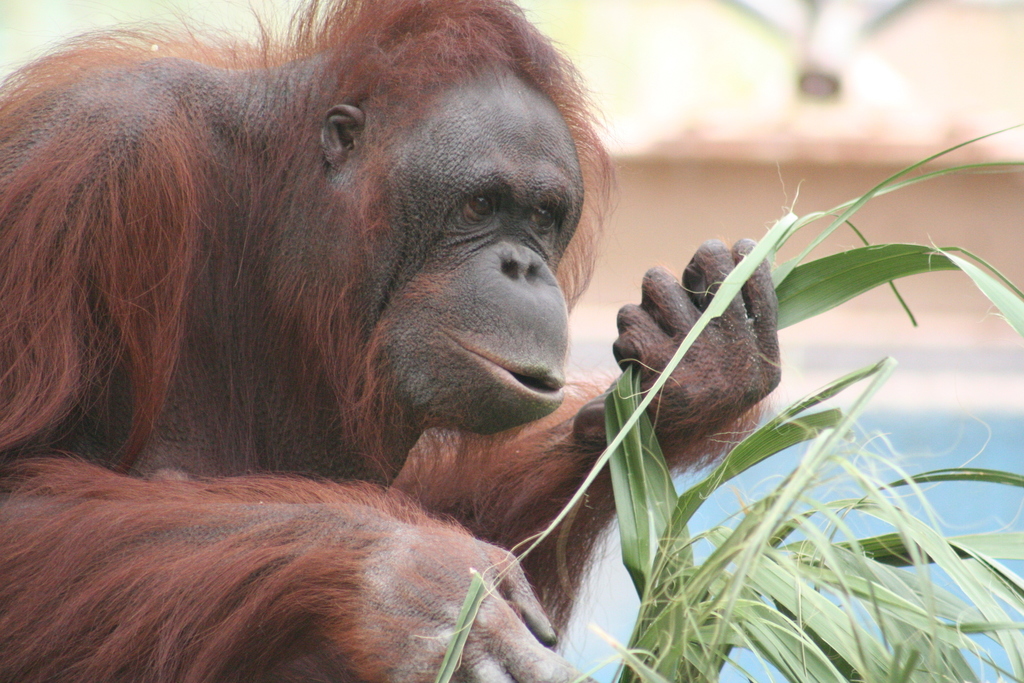 Great Apes (Hominidae) - Know Your Mammals