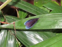 Pompelon marginata