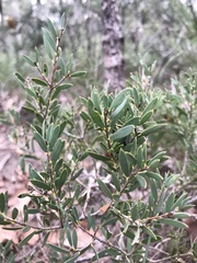 Melaleuca deanei