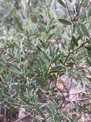 Melaleuca deanei