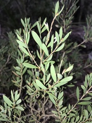 Melaleuca deanei