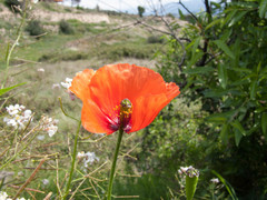 Papaver