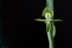 Habenaria arenaria