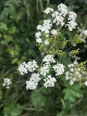 Anthriscus sylvestris