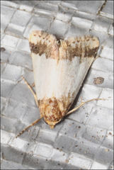 Eublemma eurynipha