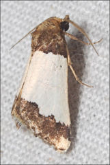 Eublemma eurynipha