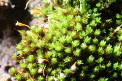 Codonoblepharon menziesii