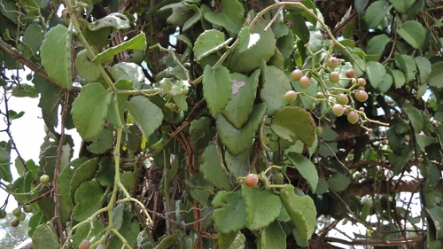 Velvet Tree (Cissus discolor)