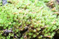 Codonoblepharon menziesii