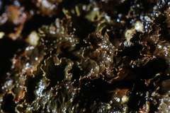 Pseudocyphellaria neglecta