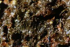 Pseudocyphellaria neglecta