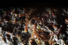 Frullania pentapleura