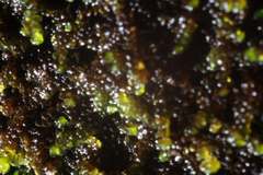 Frullania pentapleura