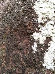 Frullania pentapleura