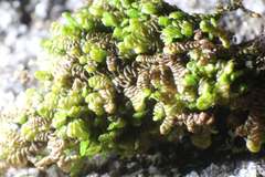 Frullania falciloba