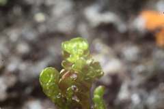 Frullania falciloba