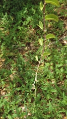 Cissus rotundifolia image