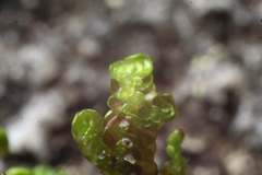 Frullania falciloba