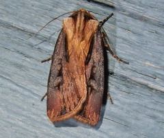 Agrotis volubilis