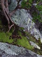Frullania falciloba