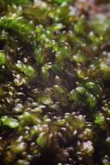 Frullania falciloba
