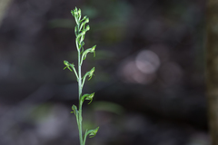 Habenaria arenaria
