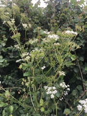 Anthriscus sylvestris