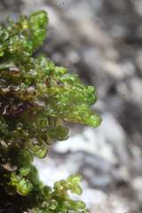Frullania falciloba