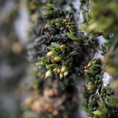 Orthotrichum stramineum